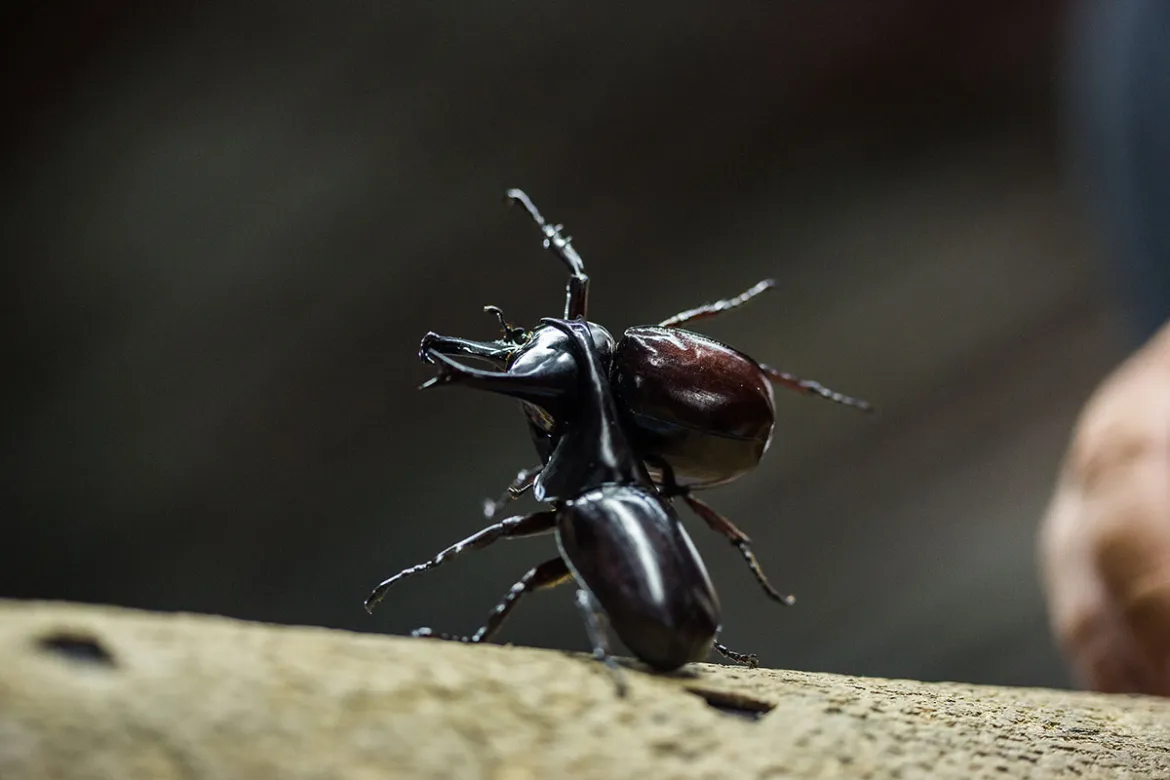 Two beetles fighting